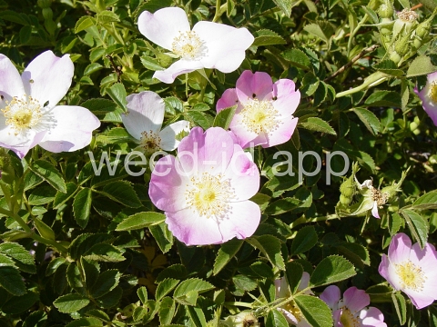 rose, sweetbriar